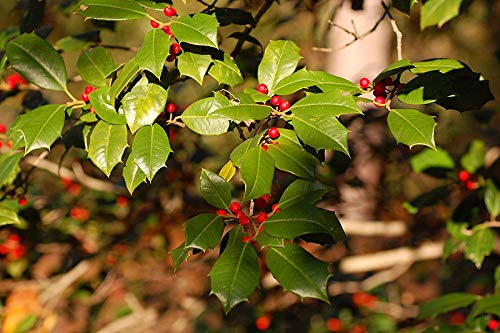 Holly americana, Ilex opaca, semi di albero (Fragrante, Appariscente, Hardy Evergreen) (30)