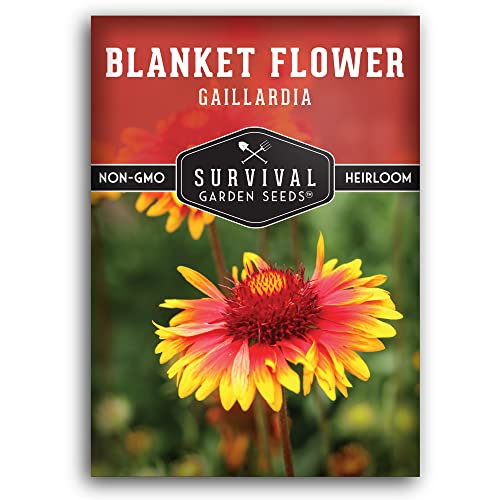 Survival Garden Seeds - Blanket Flower Seed for Planting - 1 Packet with Instructions to Plant and Grow Gaillardia Aristata in Your Home Vegetable Garden - Non-GMO Heirloom Variety