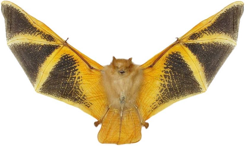 Spread Taxidermy Painted Bat | Real Kerivoula Picta Specimen