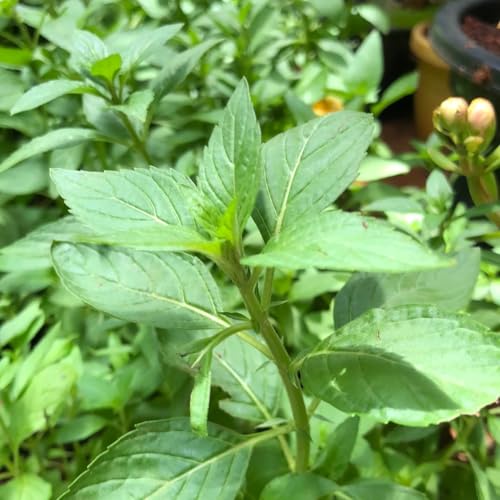 Holy Basil (Tulsi) Live Plant, Vics Mints Variety, Single Plant f...