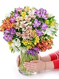 BLOOMY DAYS Blumenstrauß "Farbtraum" in Bunt, mit 35 Alstromerien, und, 7-Tage-Frischegarantie, Floristen-Qualität, das perfekte Geschenk bestellen