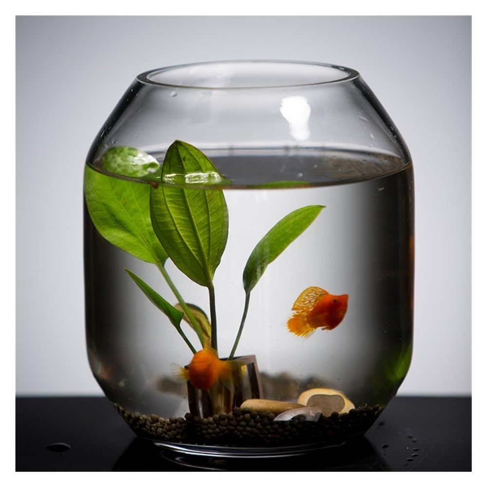 Aquarium Transparentes Glas-Aquarium, kleines Zuchtbecken, dekoratives Mini-Aquarium for Wohnzimmer, Schreibtisch oder Wohnzimmer