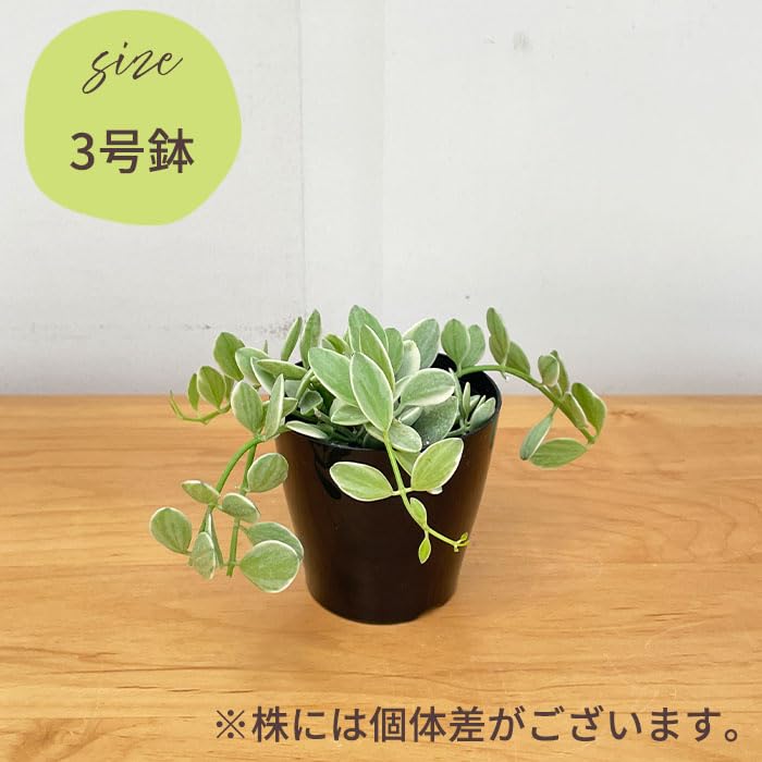 Amazon｜観葉植物 ディスキディア エメラルド 3号鉢 苗 小型 小さい