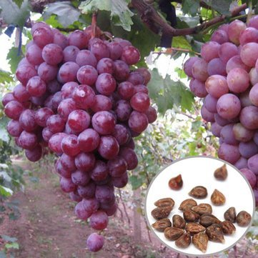 Creative Farmer Fruit Seeds Red Grape Seeds Exotic Plant Fruit Seeds Kitchen Garden Bonsai Suitable Fruit Seeds Pack (B075QFZBVX) Amazon Price History, Amazon Price Tracker