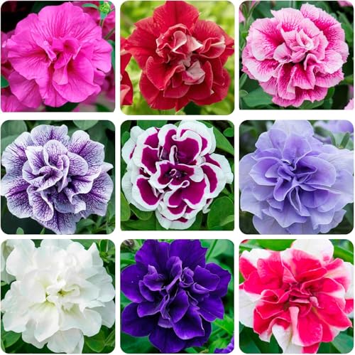 Petunia Seeds (300 PCS) – Low-Maintenance Ornamental, Heat-Tolerant & Long-Blooming, Low-Care Trailing Flowers Perfect for Garden Borders, Patios & Window Boxes