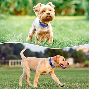 Reflective Dog Collar Padded with Soft Neoprene Breathable Quick Release Basic Dog Collars for Medium Dogs Blue Boy Girl  Cucciolini Doodles Reflective dog collar padded with soft neoprene breathable quick release basic dog collars for medium dogs blue boy girl   cucciolini doodles