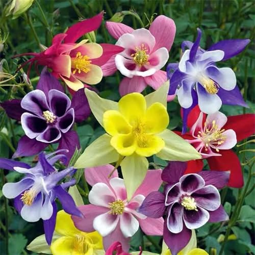 100+ McKana Giant Mix Columbine Seeds Aquilegia Hybrida Flowers Planting