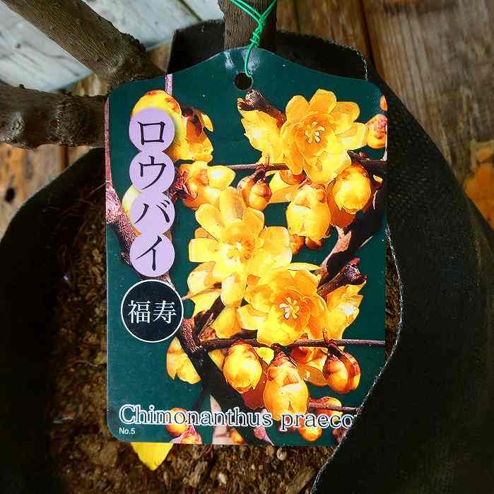 Amazon | ロウバイ 苗木 福寿 蝋梅 花木 香りの花 苗 冬に咲く 240725