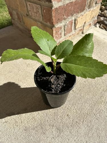 Miracle Leaf of Life (Bryophyll pinnatum)/ Kalanchoe Pinnata/Kidney Stone Live Plant
