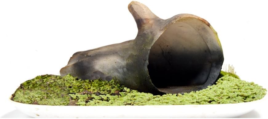 Mi Productions Ceramic Driftwood Decoration For Planted, Shrimp & Nano Aquarium / Terrarium - Dw06P