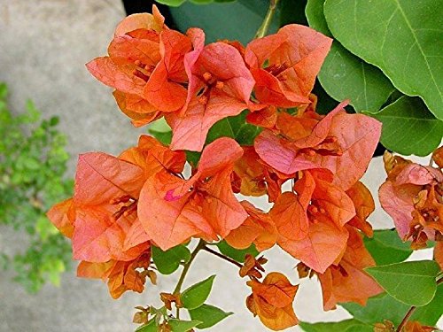 Bougainvillea Orange King Starter Plant