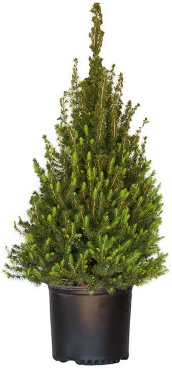 Plants by Mail 3 Gallon - Dwarf Alberta Spruce, Green