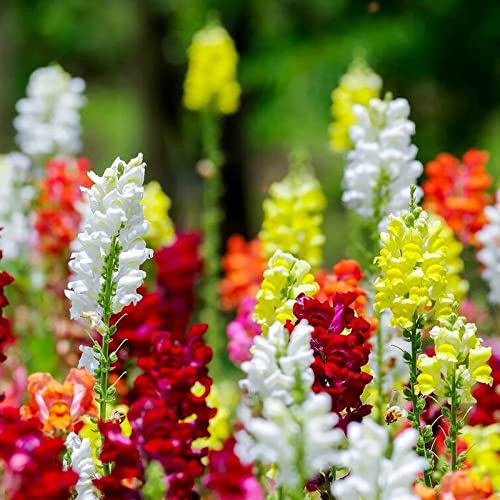 Tall Snapdragon Flower Mix Tall 1000+ Seeds for Planting for Flower Garden