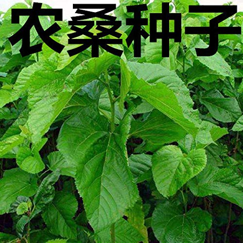 Morera de hoja grande, morera alimenticia, morera proteica, morera de gusano de...
