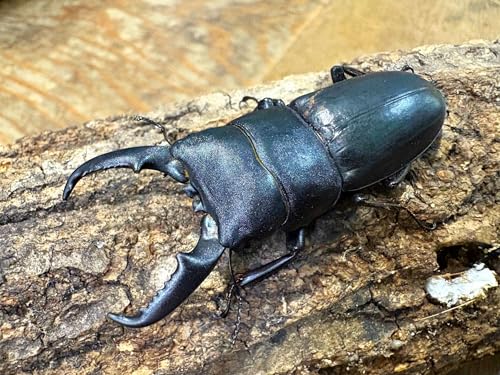 【生体】天然 ヒラタクワガタ 成虫 オス単品 from SCRATCH（カブトムシ クワガタムシ ヒラタ オス メス）.のサムネイル