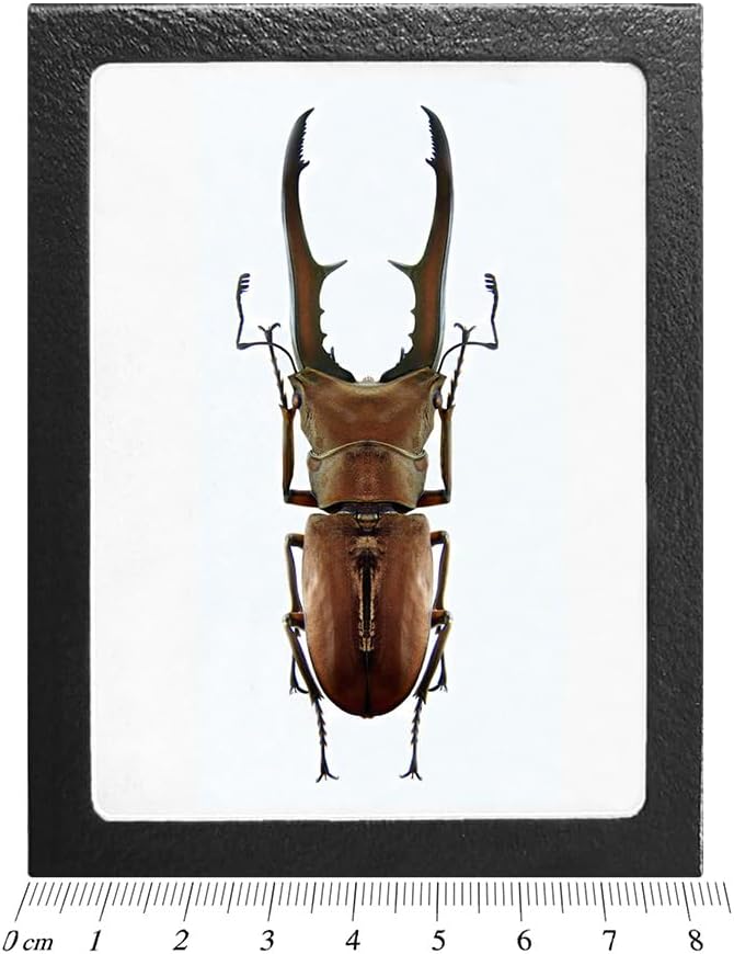 BicBugs Cyclommatus metallifer stag beetle Indonesia FRAMED