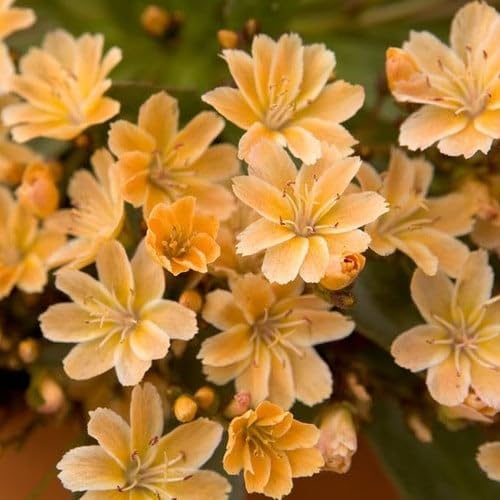 Plant World Seeds - Lewisia Longipetala 'Little Mango' Seeds (Perennial Flower Seeds)