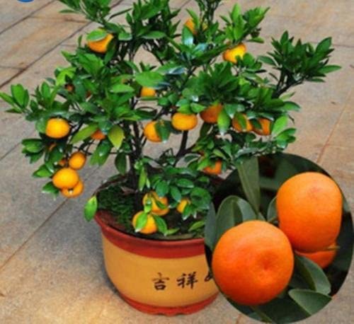 Door to Garden Darjeeling Orange Live Plant 3 ft