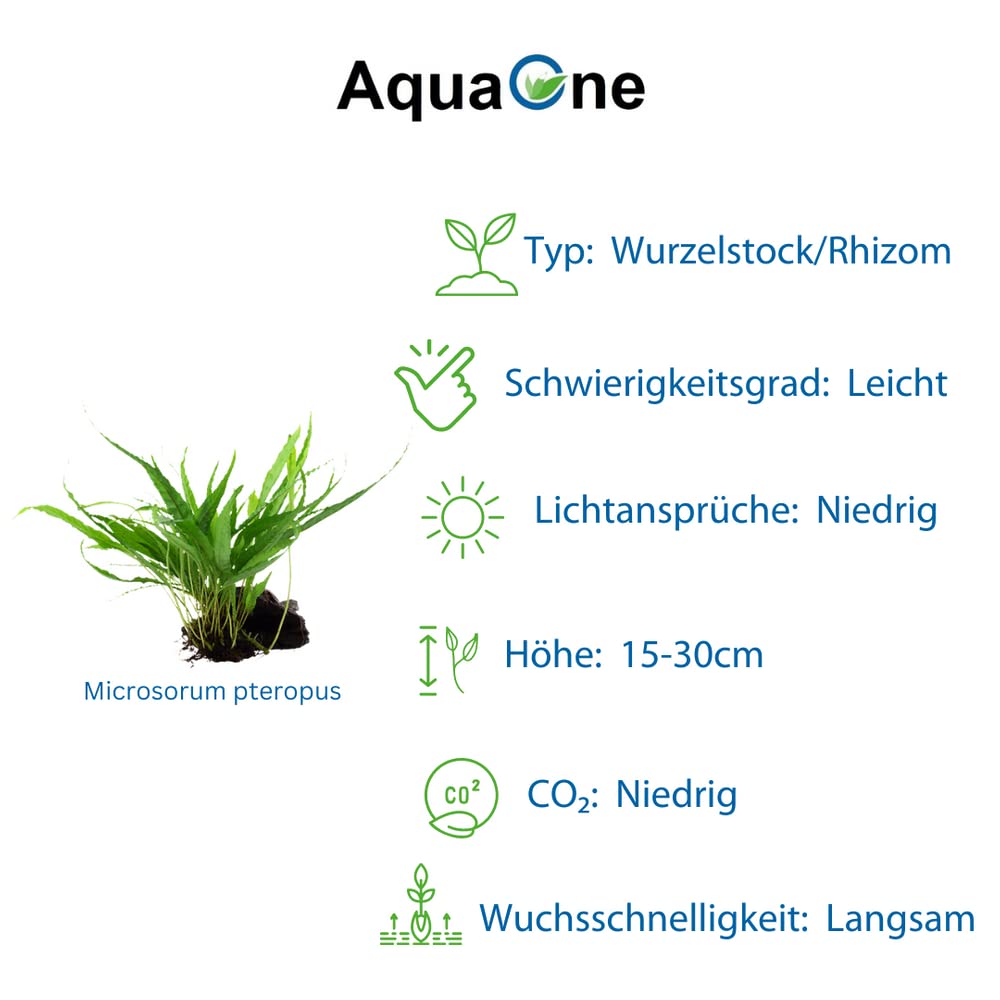 AquaOne Plantas de acuario I 3 x plantas acuáticas I Planta de acuario en la raíz I Microsorum pteropus Jafarn Narrow Trident I Set Mix con 3 plantas de base medianas