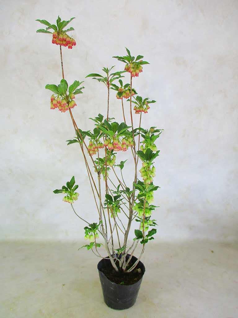 y*o様 口紅更紗ドウダンツツジ　　/272 y*o様 口紅更紗ドウダンツツジ /272 - メルカリ