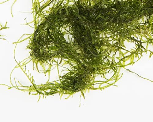 Java Moss (Vesicularia Dubyana 10 grams Live Plant