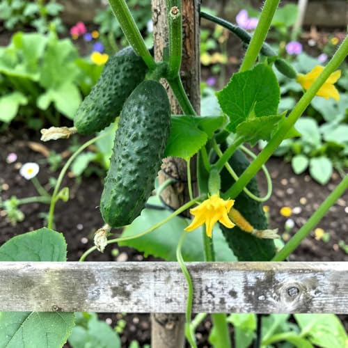 Carbeth Plants Female Gherkin Plant in 9cm Pot - High Cropping Pickling Cucumber - Ideal for Greenhouse & Outdoor Growing (1)