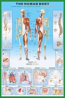 Laminated The Human Body and it's Organs 61x91.5cm
