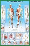 Gran poster laminado - Anatomía del Cuerpo Humano - Poster Didáctico con medidas 36 x 24 pulgadas (90 x61cm)