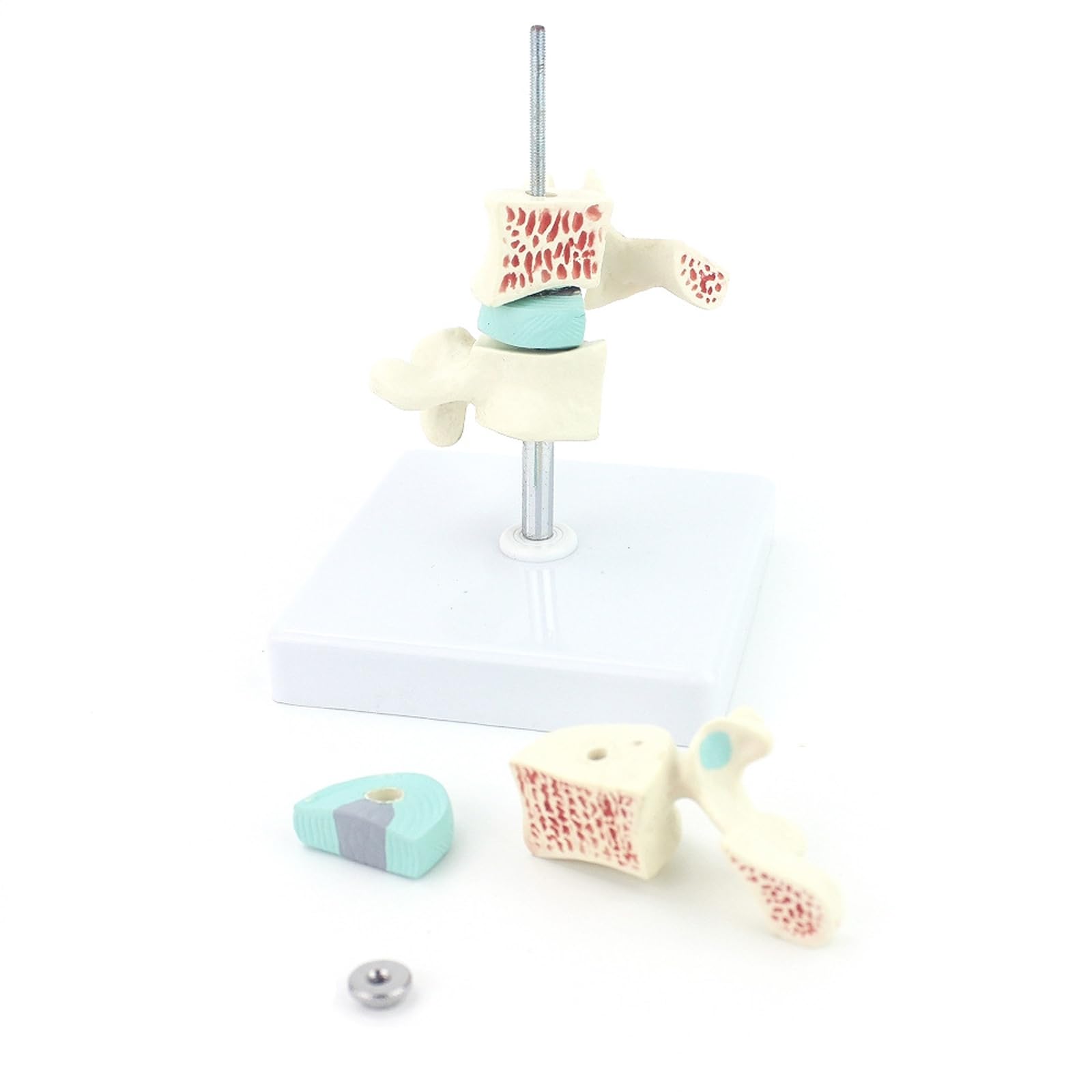 Model Osteoporozy Ludzkiej Lędźwiowych Trzysegmentowy Przekrojony Koloryzowane Krążki Międzypierścieniowe Regulowany Stojak Białe Podłoże PVC Dla Studentów Medycyny Ortopedów Fizjoterapeutów