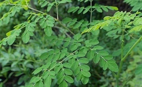 100 sementes de morimga olifera nova para plantio
