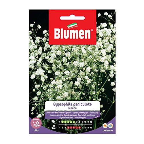 Semi Gypsophila Paniculata Bianca Blumen