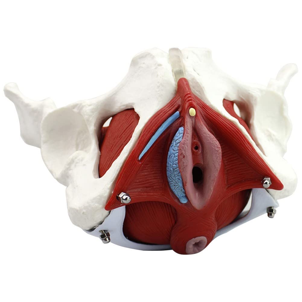 Modello Muscolare del Pavimento Pelvico Femminile, Visualizzazione Anatomica per L'insegnamento E L'apprendimento, Bacino Femminile per L'educazione