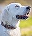 Jack & Russell Leder Hundehalsband – verstellbar, gepolstert & robust – handgeschnitzte Ornamente – Büffelleder Hunde Halsband Alexey (M (31,5-42,0cm)
