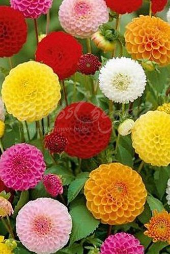 Bulbs & beyond 12 Tubérculos de Dahlia Pompon Mezcla - Envío Incluido Cover
