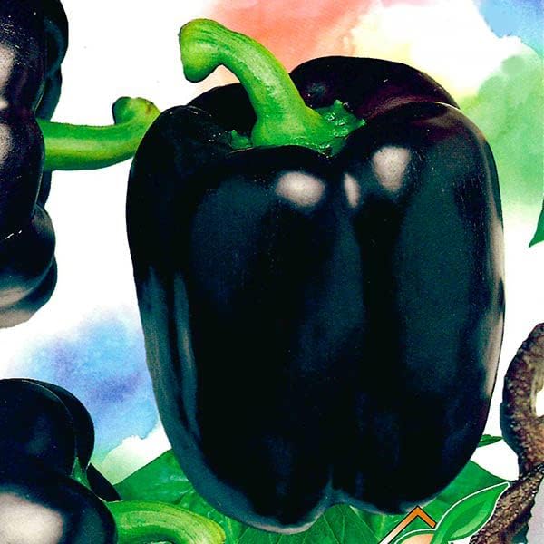 Miniatura 3 de KIRA SEEDS - Pimiento negro dulce - Vegetal tradicional - Sin OMG