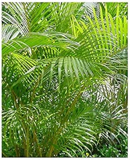 Amazon Com Dwarf Palm Trees Plants Seeds Bulbs Patio