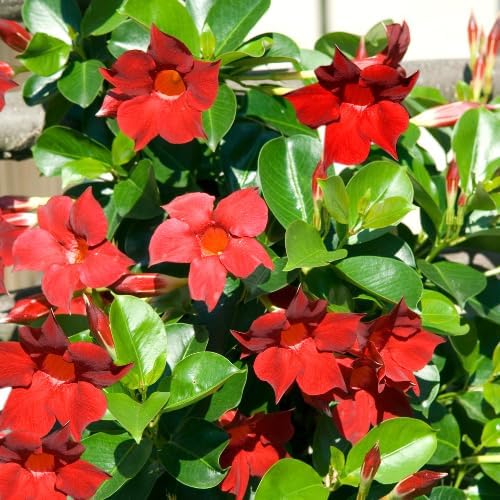 Miniatura 4 de Juego de 2 plantas vivas de mandevilla roja, plantas de mandevilla de 5 a 9 pulgadas de alto en maceta, flores perennes bien enraizadas, plantas