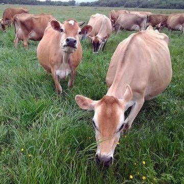 Raw Organic Whey RAWGRASSFED 100% Raw Grass Fed Whey - Happy Healthy Cows, Cold Processed Undenatured Protein Powder thumb #4