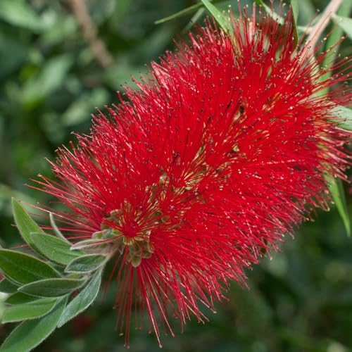 Callistemon Bush 'Bottlebrush' Plant, Callistemon Inferno | Bee-Friendly & Drought-Tolerant | Vibrant Red Flowers | Hardy Outdoor Garden Shrub (9cm Pot, 20-30cm)