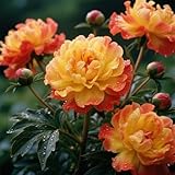 Winterharte mehrjährige Pfingstrose, Pfingstrose Rhizom, Blühende Rhizome, Ideale Gartenarbeit, Seltene Pfingstrose-1 Rhizom-A