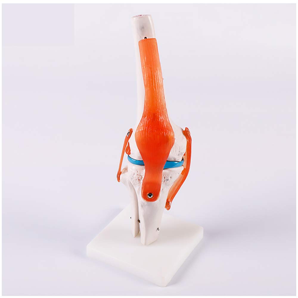 Sjdopulse A Human Natomical Knee Joint Model - Educational Model Human Knee Joint Natomy Model With Functional Ligaments For Teaching Nd Learning In Science Classroom (A)