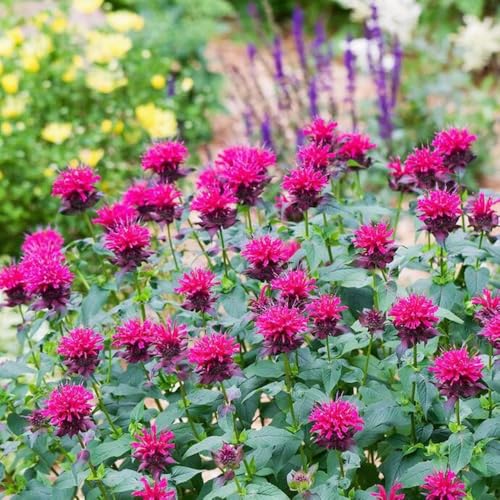 semillas resistentes de la de melisa - en extremadamente al aire libre para balcón jardín extremadamente. 800pcs