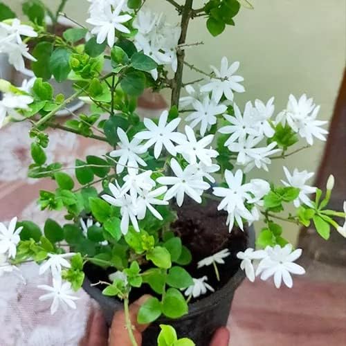Image of Bigreen Chameli Jasmine Live Flowering Plant with Fragrant White Blooms | Indoor Outdoor Plant in Decorative Plastic Pot | Easy Care Live Plant for Home Garden Balcony Decor (Pack of 1)