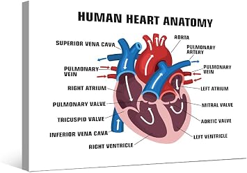 Canvas Wall Art Human Anatomy for Living Room - Heart Structure Decor Painting - 1 Piece Education Icon Artwork for Home Walls - Framed Ready to Hang 16X24 INCH