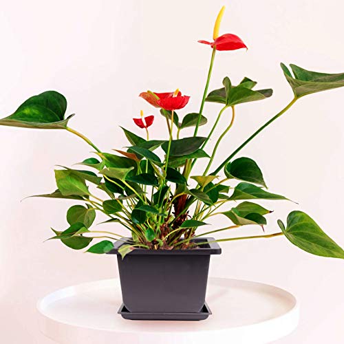 Kinjoek 15PCS 6.7IN 15 Pcs 6.7 Inch Plastic Bonsai Pots With Trays, Tall Deep Square Bonsai Training Pots With Drainage Hole, Tree Flower Succulent Plant Growing Pot Container For Garden thumb #6