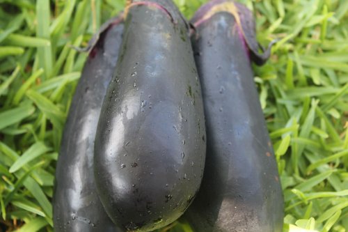 ���ꌧ�Y�@�֎q�i�Ȃ��j��5kg