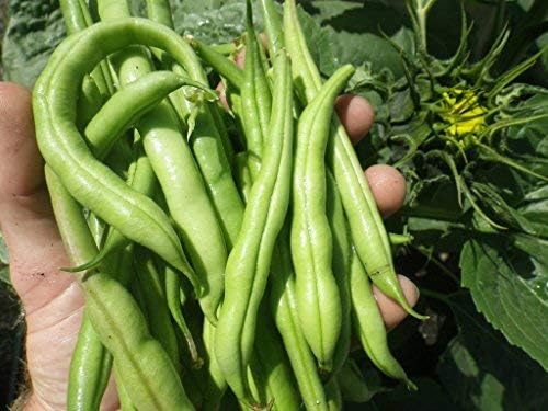 Miniatura 5 de Kit completo de cerveza de té de compost 5 galones burbujas que otros cerveceros salen del agua