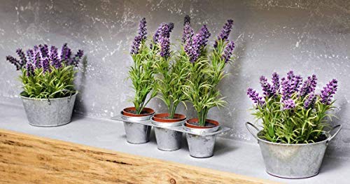 Gaea's Blessing Seeds - English Lavender Seeds - Heirloom Non-Gmo Seeds With Easy To Follow Instructions - Vera True Lavender Heirloom - 91% Germination Rate (Single Pack) #TOP2