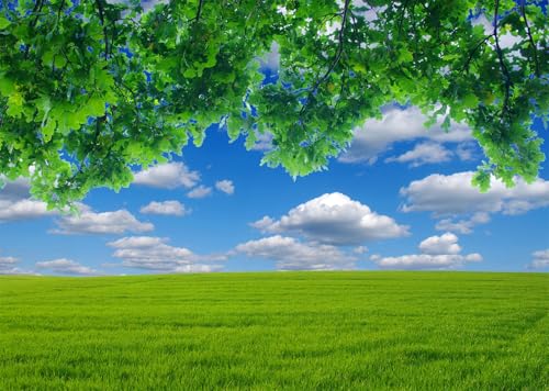 Arrière-plan photographique antireflet avec décor de ciel bleu pour portraits nets
