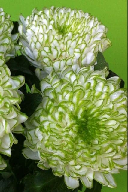 Siddhi Vinayak Gallery® Pack 80-100 Seeds Packet Chrysanthemum Flower Seeds/Guldaudi Mix Colors Hybrid Seeds For Home Gardening (B0B5QRQH8P) Amazon Price History, Amazon Price Tracker